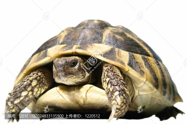 赫爾曼的龜龜分離