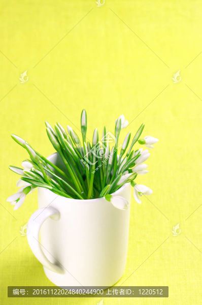 雪花蓮