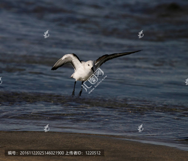 小海鳥飛行