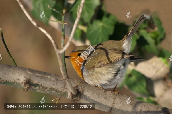 知更鳥知更鳥