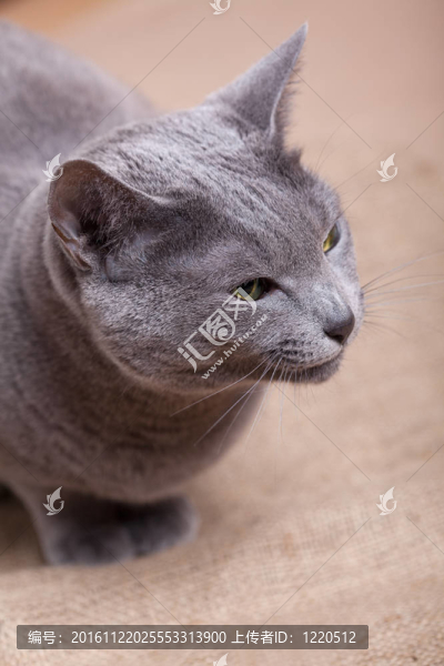 貓臉