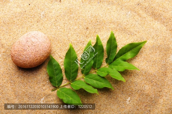 禪石與葉
