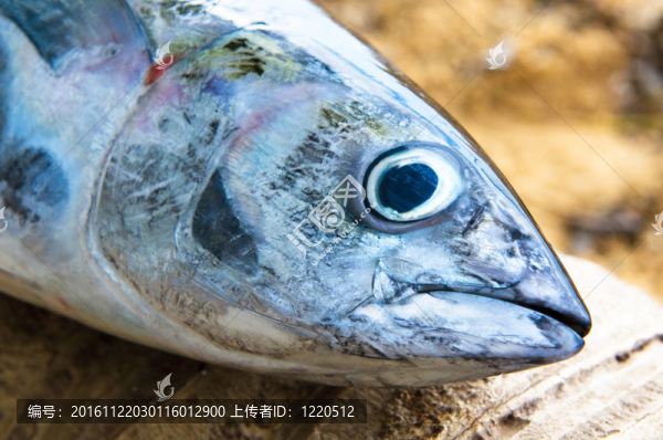 金槍魚(yú)頭