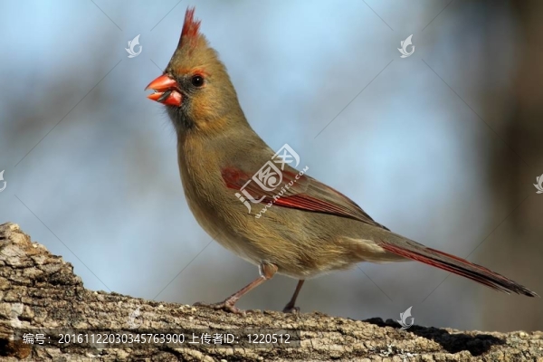 女主