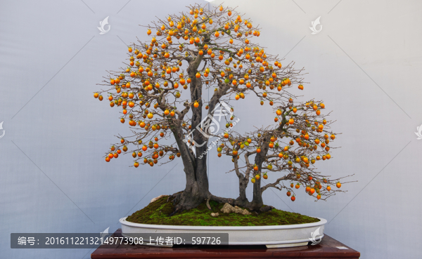 盆景,秋艷