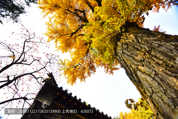銀杏樹