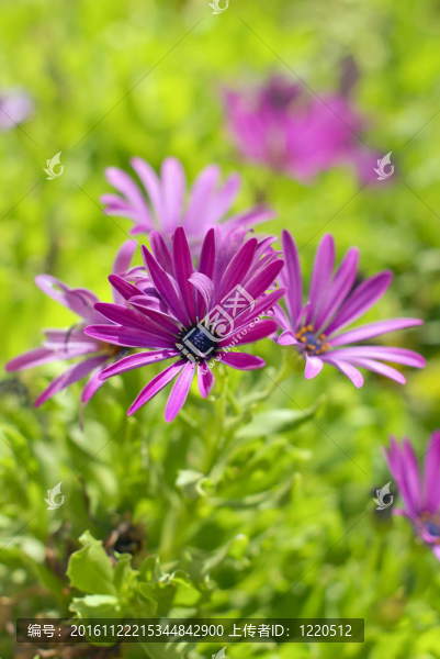 非洲雛菊