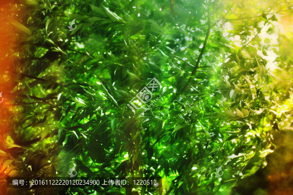 葉子的紋理