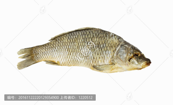 白色背景上分離的干魚