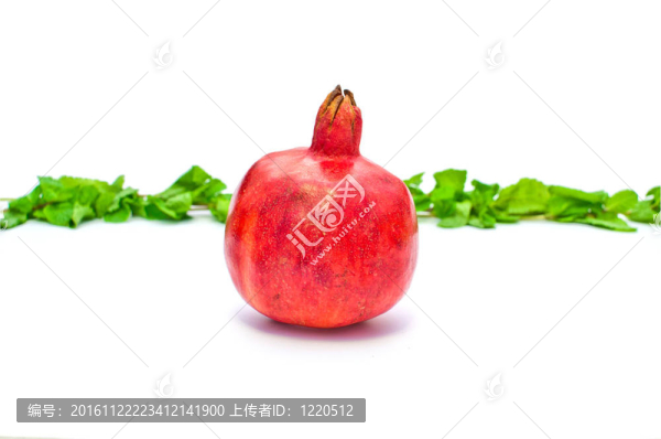 白色背景上的石榴