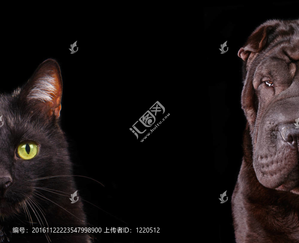 貓狗半槍口特寫肖像