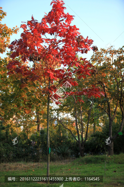 北美紅櫟