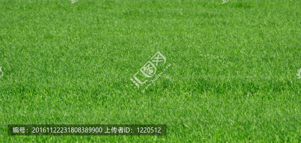 綠色的草