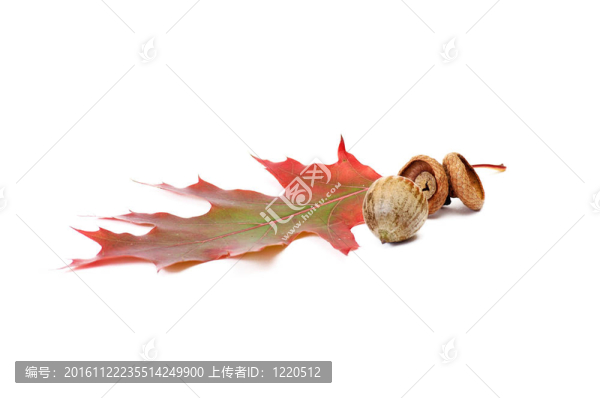 小小的橡子和樂趣在白葉。