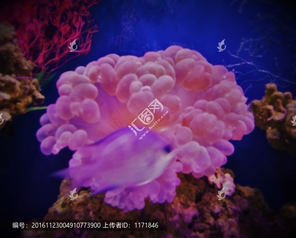 珊瑚