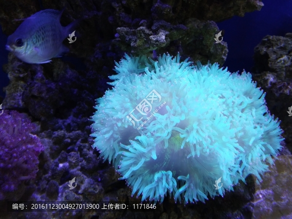 珊瑚,魚(yú),水中植物