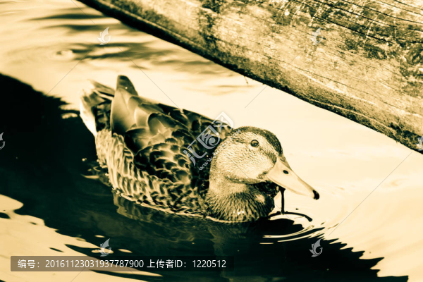 鴨在水上
