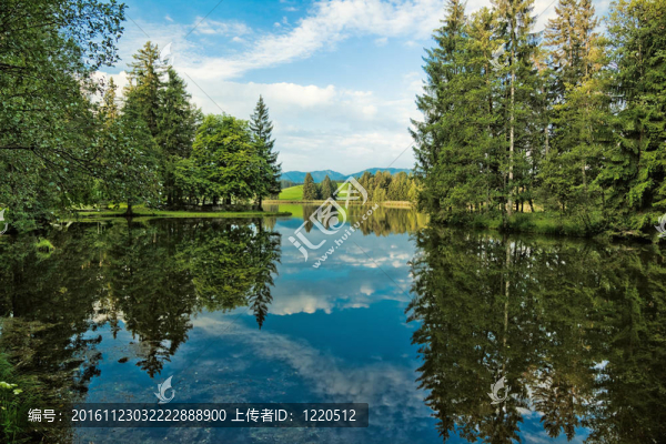 阿爾卑斯湖和野生森林
