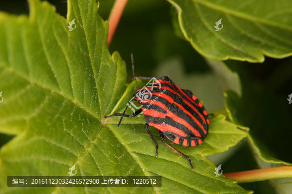 條蟲子（Graphosoma,lineatum）