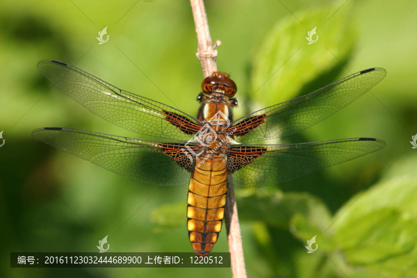 基斑蜻（Libellula,depressa）
