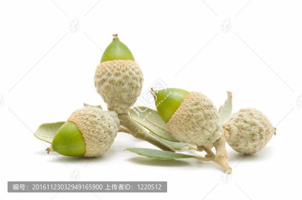 橡樹的橡子