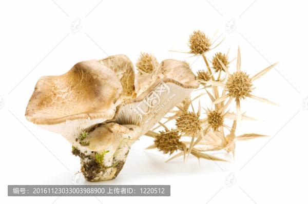 時令蘑菇