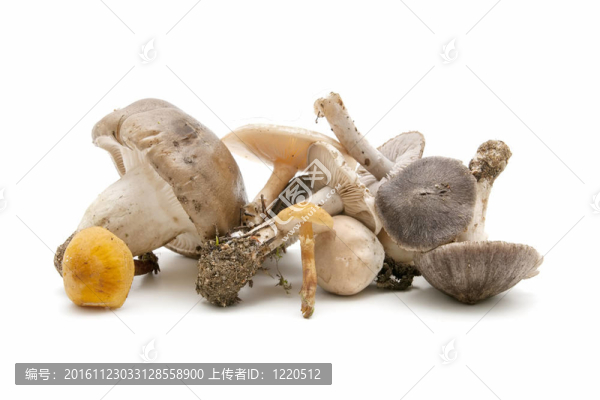 時(shí)令蘑菇