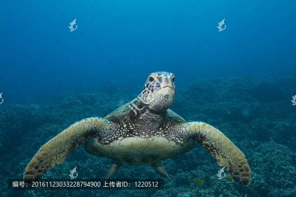 夏威夷綠海龜