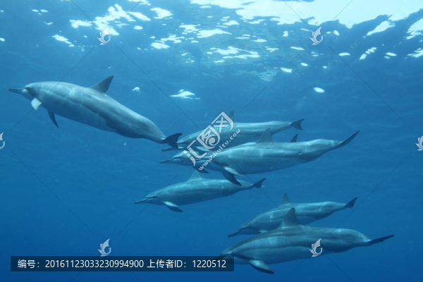 夏威夷飛旋海豚