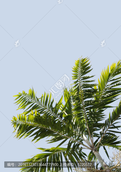 棕櫚樹
