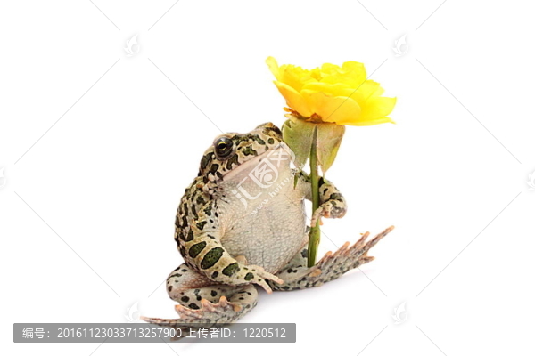 青蛙和花