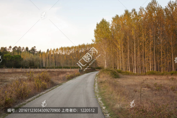 葡萄牙黃昏的樹林二級公路