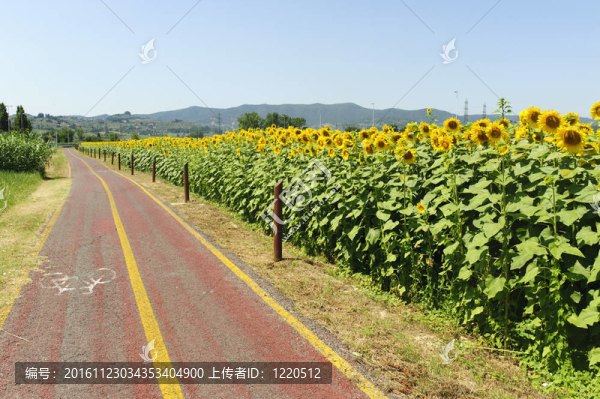 在托斯卡納的自行車車道和向日葵