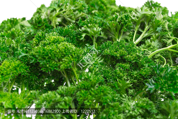 多汁的綠歐芹；在白色背景上分離