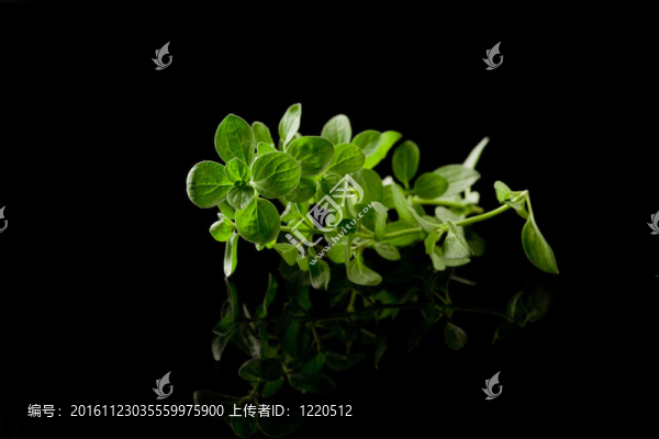 牛至