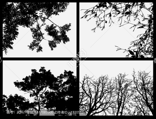 分支