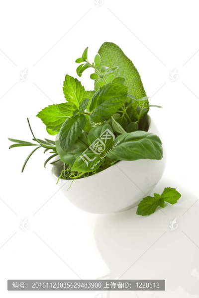 草本植物
