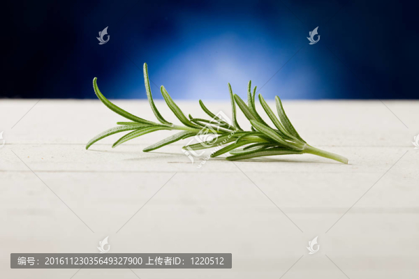 聚光燈下的迷迭香