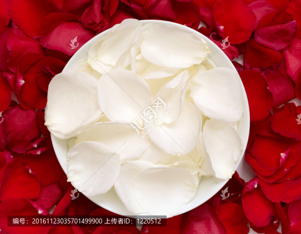 白色和紅色的玫瑰花瓣