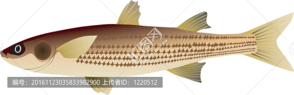mullet圖像