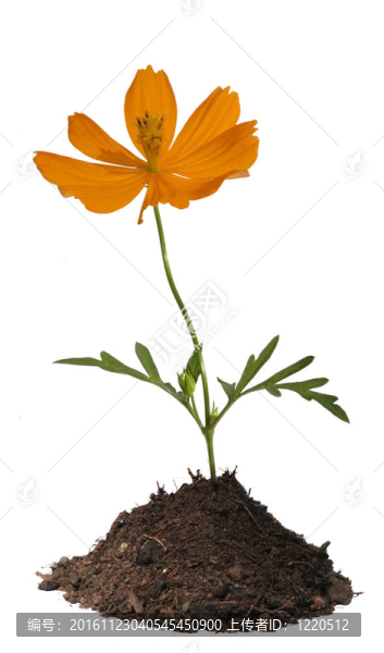 柑橘花在土壤中的分離