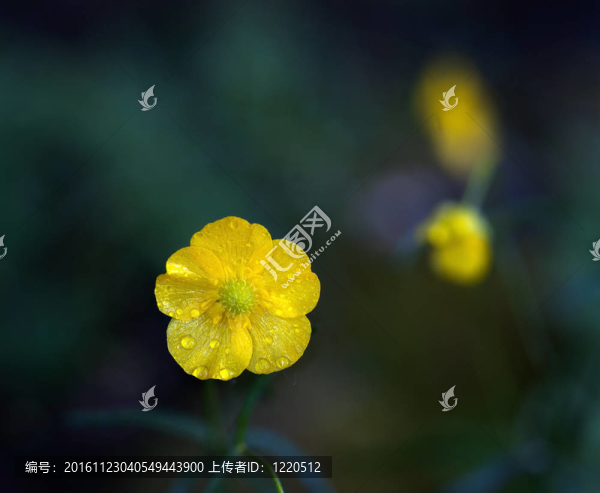 毛茛