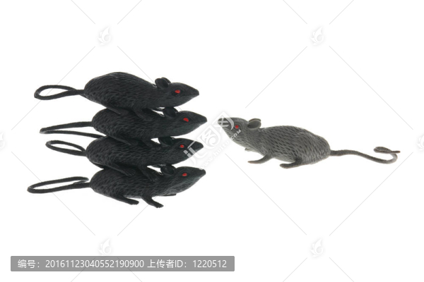 玩具鼠