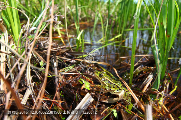 北方豹蛙（Rana,pipiens）