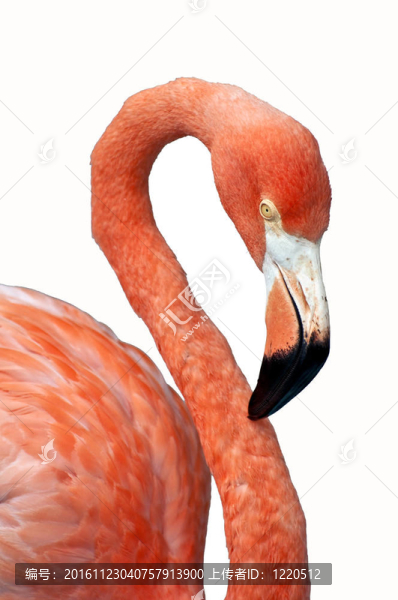 粉紅色的火烈鳥(niǎo)。