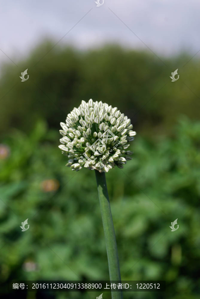 開花的洋蔥