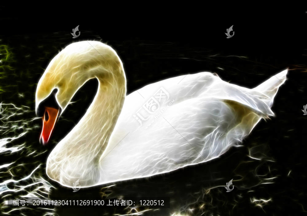 發(fā)光的白色鵝插圖