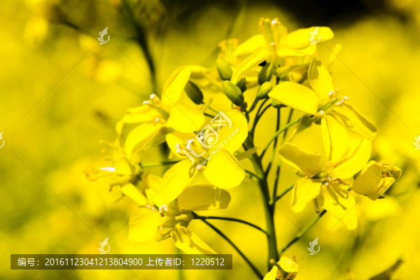 油菜花