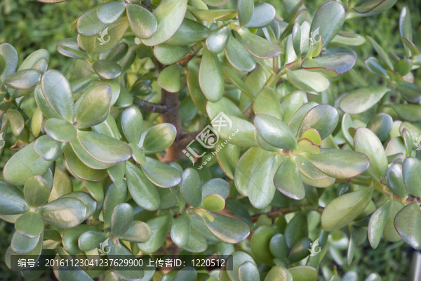 對(duì)室內(nèi)植物的綠葉花卉背景
