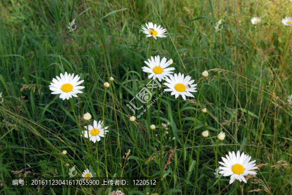 花木場